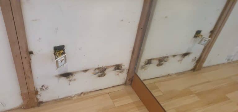 Wall affected my mold during mold remediation work